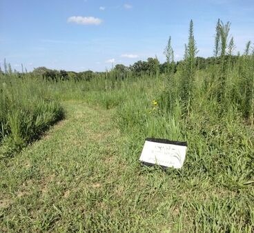 Walking Trail
